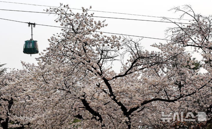 [대구=뉴시스] 이무열 기자 = 포근한 봄 날씨를 보인 27일 대구 달서구 이월드에 벚꽃이 활짝 피어 있다. 2026.03.27. lmy@newsis.com