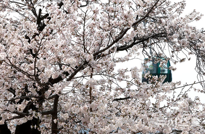 [대구=뉴시스] 이무열 기자 = 포근한 봄 날씨를 보인 27일 대구 달서구 이월드에 벚꽃이 활짝 피어 있다. 2026.03.27. lmy@newsis.com