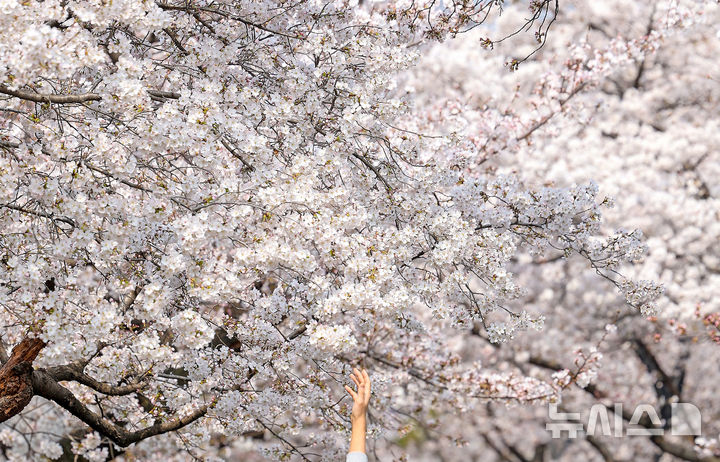 [대구=뉴시스] 이무열 기자 = 포근한 봄 날씨를 보인 27일 대구 북구 꽃보라동산에 벚꽃이 활짝 피어 있다. 2026.03.27. lmy@newsis.com