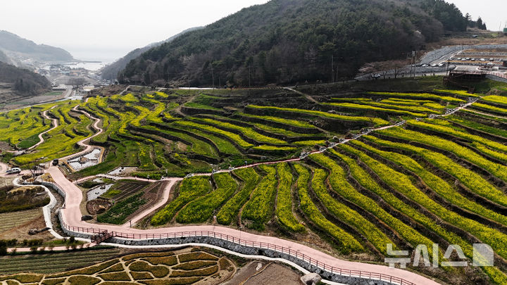 [남해=뉴시스] 차용현 기자 = 27일 오후 경남 남해군 상주면 두모마을 인근에 조성된 '파라다랑스' 꽃별테마공원 내 층층이 쌓인 계단식 논에 유채꽃이 흐드러지게 피어 상춘객을 유혹하고 있다. 2026.03.27. con@newsis.com