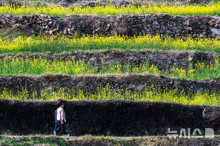 [남해=뉴시스] 차용현 기자 = 27일 오후 경남 남해군 상주면 두모마을 인근에 조성된 '파라다랑스' 꽃별테마공원 내 층층이 쌓인 계단식 논에 유채꽃이 흐드러지게 피어 상춘객을 유혹하고 있다. 2026.03.27. con@newsis.com