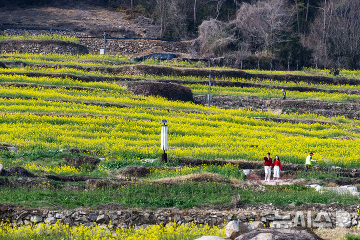 [남해=뉴시스] 차용현 기자 = 27일 오후 경남 남해군 상주면 두모마을 인근에 조성된 '파라다랑스' 꽃별테마공원 내 층층이 쌓인 계단식 논에 유채꽃이 흐드러지게 피어 상춘객을 유혹하고 있다. 2026.03.27. con@newsis.com