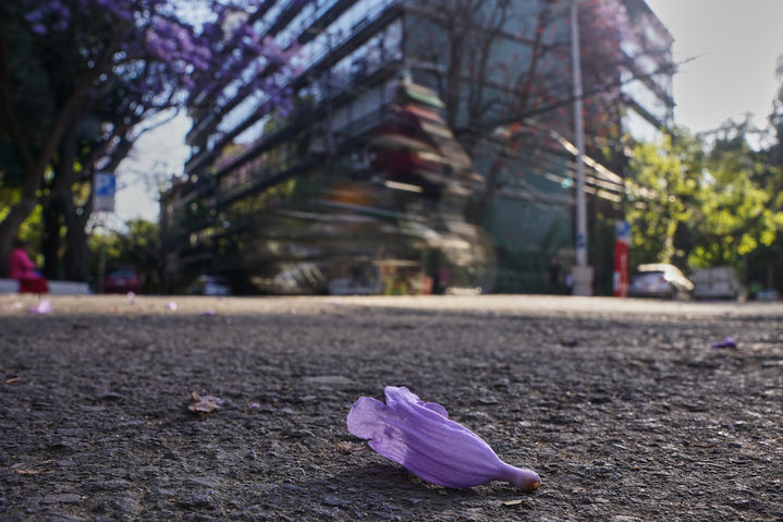 [멕시코시티=AP/뉴시스] 3월 27일(현지 시간) 멕시코 수도 멕시코시티의 거리에 보라색 자카란다꽃이 떨어져 있다. 매년 3월부터 4월까지 자카란다가 도시 거리와 공원, 광장을 수놓으며 그림 같은 풍경을 연출한다. 2026.03.26.