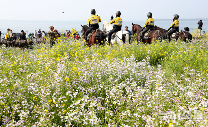 [서귀포=뉴시스] 우장호 기자 = 28일 오전 서귀포시 대륜동 제주올레길 7코스에서 제28회 서귀포 유채꽃 국제걷기대회 참가자들이 활짝 핀 유채꽃을 감상하며 봄 정취를 만끽하고 있다. 2026.03.28. woo1223@newsis.com