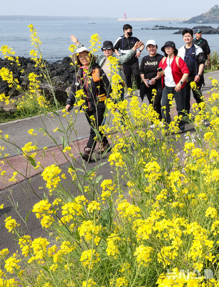 [서귀포=뉴시스] 우장호 기자 = 28일 오전 서귀포시 대륜동 제주올레길 7코스에서 제28회 서귀포 유채꽃 국제걷기대회 참가자들이 활짝 핀 유채꽃을 감상하며 봄 정취를 만끽하고 있다. 2026.03.28. woo1223@newsis.com