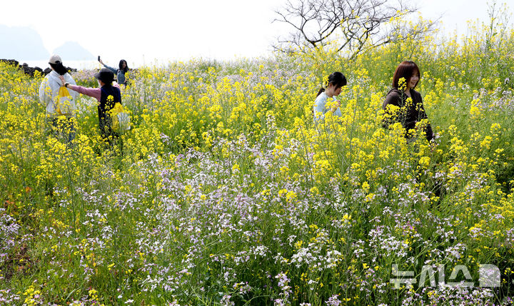[서귀포=뉴시스] 우장호 기자 = 28일 오전 서귀포시 대륜동 제주올레길 7코스에서 제28회 서귀포 유채꽃 국제걷기대회 참가자들이 활짝 핀 유채꽃을 감상하며 봄 정취를 만끽하고 있다. 2026.03.28. woo1223@newsis.com