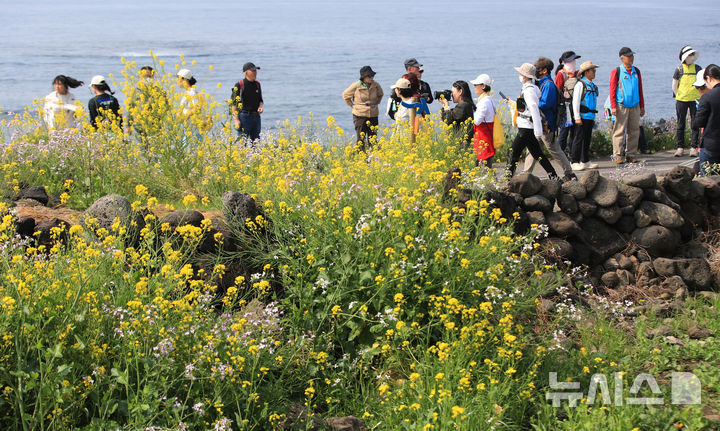 [서귀포=뉴시스] 우장호 기자 = 28일 오전 서귀포시 대륜동 제주올레길 7코스에서 제28회 서귀포 유채꽃 국제걷기대회 참가자들이 활짝 핀 유채꽃을 감상하며 봄 정취를 만끽하고 있다. 2026.03.28. woo1223@newsis.com