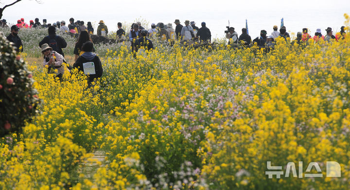 [서귀포=뉴시스] 우장호 기자 = 28일 오전 서귀포시 대륜동 제주올레길 7코스에서 제28회 서귀포 유채꽃 국제걷기대회 참가자들이 활짝 핀 유채꽃을 감상하며 봄 정취를 만끽하고 있다. 2026.03.28. woo1223@newsis.com