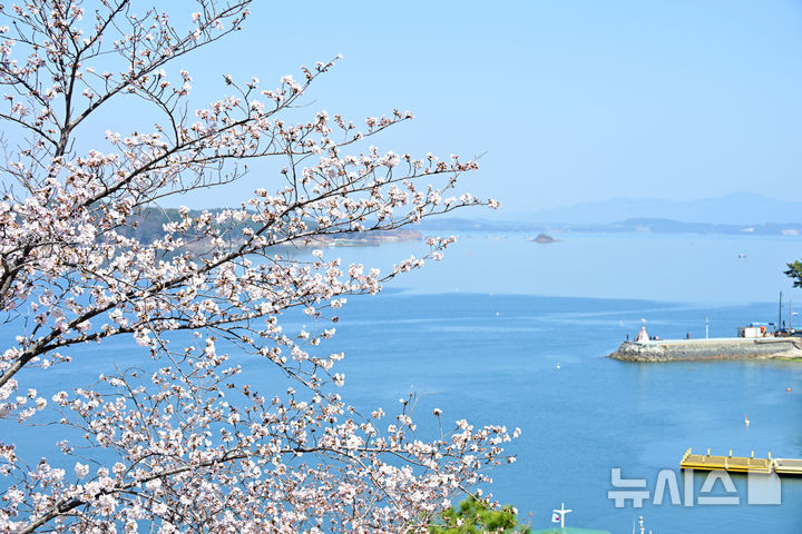 [남해=뉴시스] 차용현 기자 = 28일 오전 경남 남해군 설천면 인근 왕지벚꽃길에 벚꽃이 꽃망울을 터뜨려 눈길을 끌고 있다. 2026.03.28. con@newsis.com