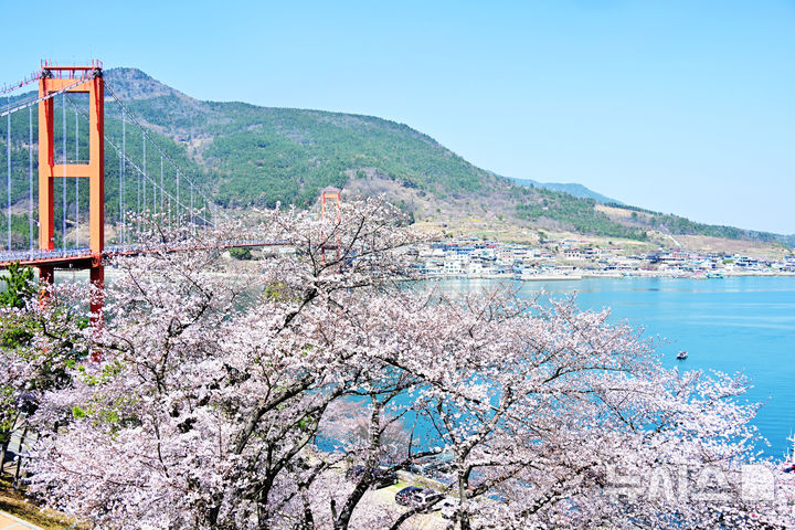 [남해=뉴시스] 차용현 기자 = 28일 오전 경남 남해군 설천면 인근 왕지벚꽃길에 벚꽃이 꽃망울을 터뜨려 눈길을 끌고 있다. 2026.03.28. con@newsis.com