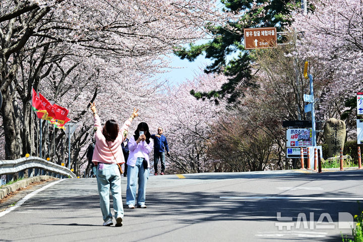[남해=뉴시스] 차용현 기자 = 28일 오전 경남 남해군 설천면 인근 왕지벚꽃길에 벚꽃이 꽃망울을 터뜨려 눈길을 끌고 있다. 2026.03.28. con@newsis.com