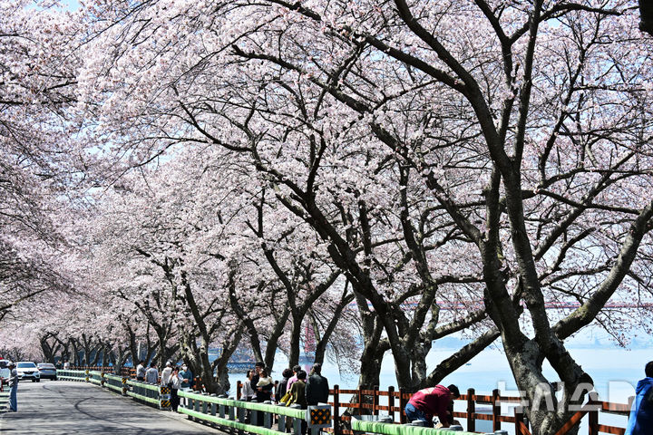 [남해=뉴시스] 차용현 기자 = 28일 오전 경남 남해군 설천면 인근 왕지벚꽃길에 벚꽃이 꽃망울을 터뜨려 눈길을 끌고 있다. 2026.03.28. con@newsis.com