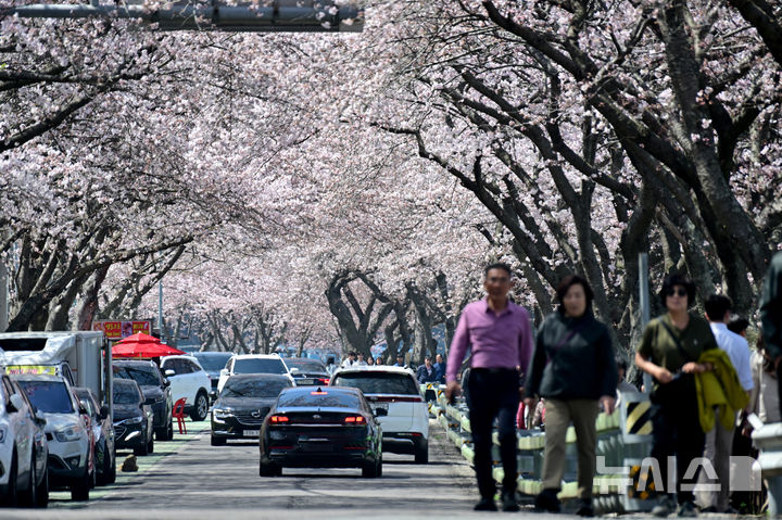 [남해=뉴시스] 차용현 기자 = 28일 오전 경남 남해군 설천면 인근 왕지벚꽃길에 벚꽃이 꽃망울을 터뜨려 눈길을 끌고 있다. 2026.03.28. con@newsis.com