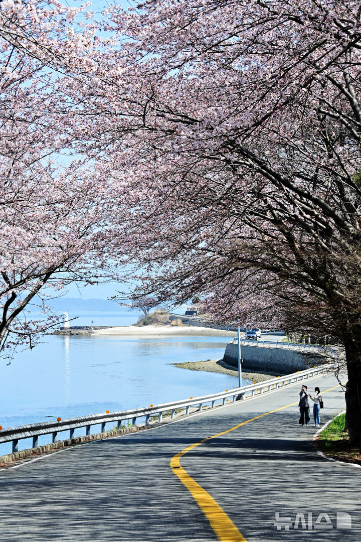 [남해=뉴시스] 차용현 기자 = 28일 오전 경남 남해군 설천면 인근 왕지벚꽃길에 벚꽃이 꽃망울을 터뜨려 눈길을 끌고 있다. 2026.03.28. con@newsis.com