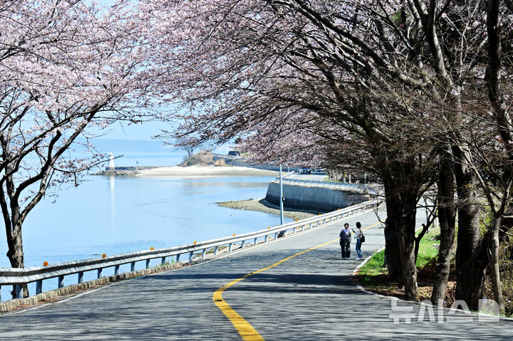 [남해=뉴시스] 차용현 기자 = 28일 오전 경남 남해군 설천면 인근 왕지벚꽃길에 벚꽃이 꽃망울을 터뜨려 눈길을 끌고 있다. 2026.03.28. con@newsis.com