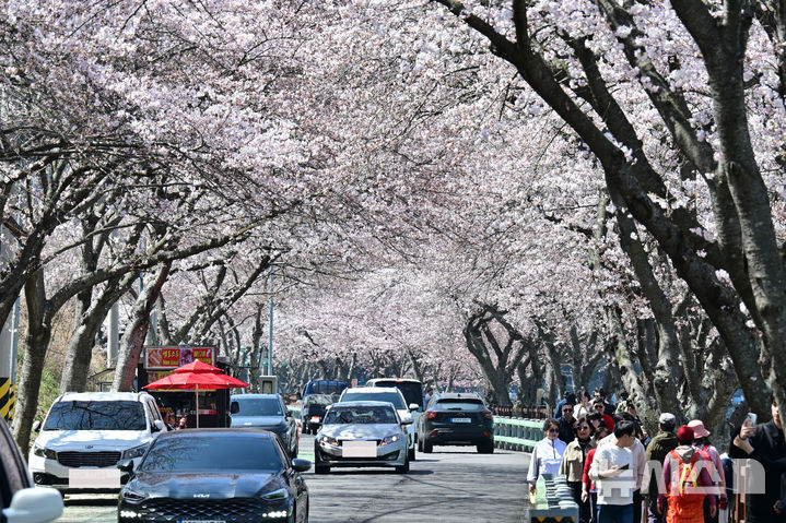 [남해=뉴시스] 차용현 기자 = 28일 오전 경남 남해군 설천면 인근 왕지벚꽃길에 벚꽃이 꽃망울을 터뜨려 눈길을 끌고 있다. 2026.03.28. con@newsis.com