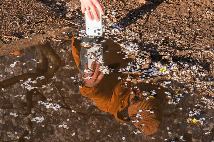 [워싱턴=AP/뉴시스] 28일(현지 시간) 미국 워싱턴 타이들 베이슨에서 한 시민이 벚꽃잎을 찍고 있다. 2026.03.30.