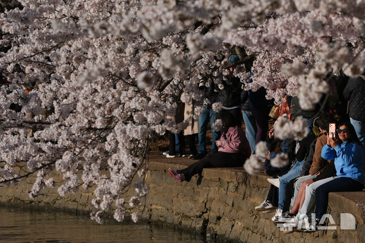 [워싱턴=AP/뉴시스] 28일(현지 시간) 벚꽃이 만개한 미국 워싱턴 타이들 베이슨에서 시민들이 벚꽃을 감상하고 있다. 2026.03.30.