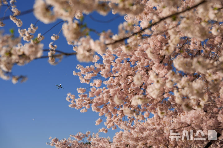 [워싱턴=AP/뉴시스] 28일(현지 시간) 미국 워싱턴 타이들 베이슨에 벚꽃이 만개해 있다. 2026.03.30.