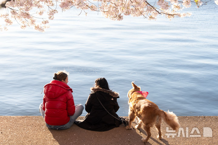 [워싱턴=AP/뉴시스] 28일(현지 시간) 벚꽃이 만개한 미국 워싱턴 타이들 베이슨에서 시민들이 벚꽃을 감상하고 있다. 2026.03.30.