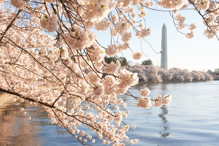 [워싱턴=AP/뉴시스] 28일(현지 시간) 미국 워싱턴 타이들 베이슨에 벚꽃이 만개해 있다. 2026.03.30.