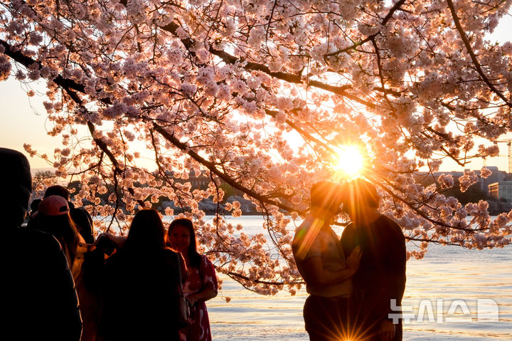 [워싱턴=AP/뉴시스] 28일(현지 시간) 벚꽃이 만개한 미국 워싱턴 타이들 베이슨에서 시민들이 벚꽃을 감상하고 있다. 2026.03.30.