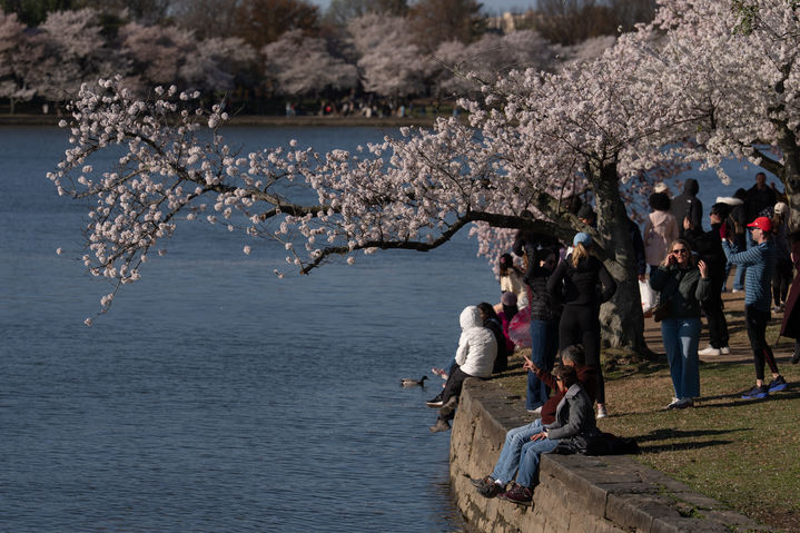 [워싱턴=AP/뉴시스] 28일(현지 시간) 벚꽃이 만개한 미국 워싱턴 타이들 베이슨 호숫가에서 시민들이 벚꽃을 감상하고 있다. 2026.03.30.