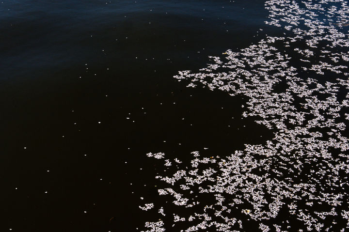 [워싱턴=AP/뉴시스] 28일(현지 시간) 벚꽃이 만개한 미국 워싱턴 타이들 베이슨에서 벚꽃잎이 강물에 떠다니고 있다. 2026.03.30.