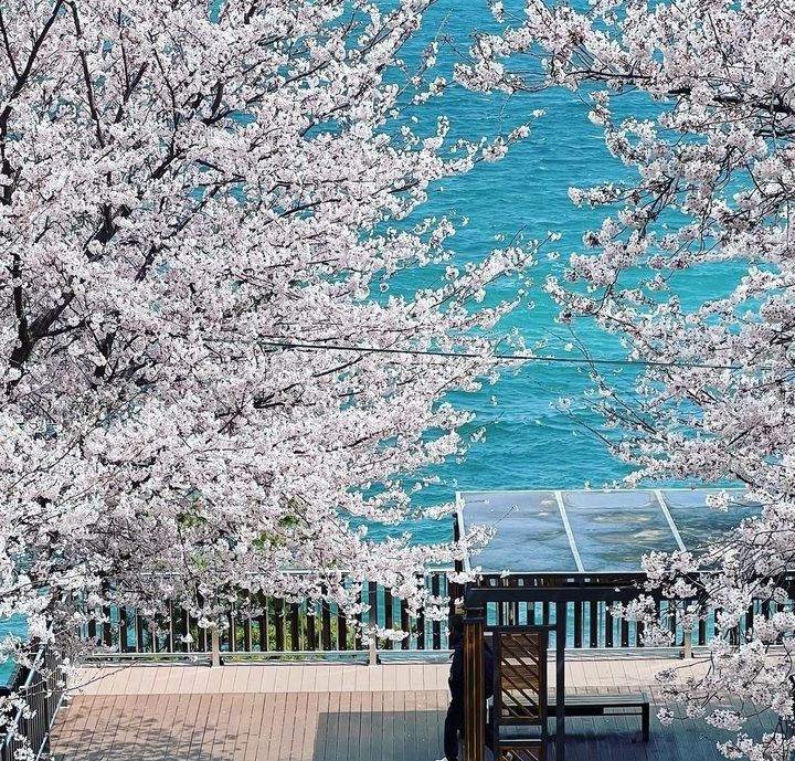 [거제=뉴시스] 신정철 기자= 거제시 장승포동주민자치회는 오는 4월 4일부터 이틀간 거제시의 대표 벚꽃 명소인 장승포 해안로 일원에서 벚꽃축제를 개최한다.사진은 지난해 장승포 해안로 일대의 벚꽃 만개 모습.(사진=뉴시스DB).2026.03.29. sin@newsis.com *재판매 및 DB 금지