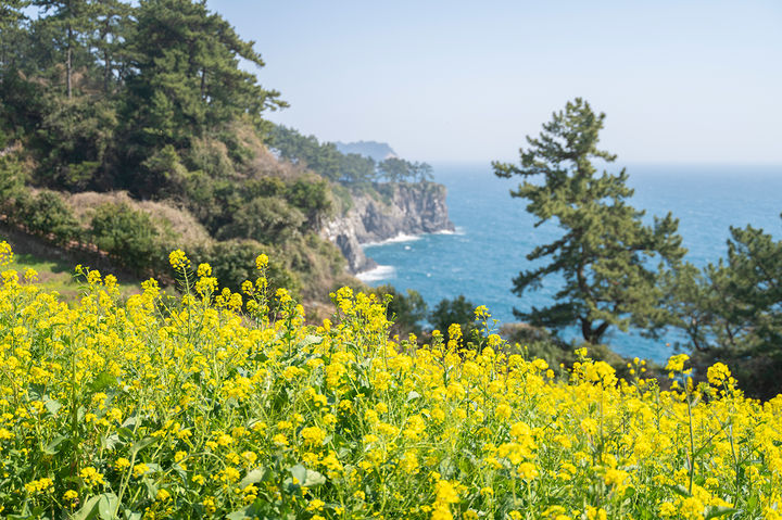 JW 메리어트 제주 ‘JW 가든’의 유채꽃. *재판매 및 DB 금지