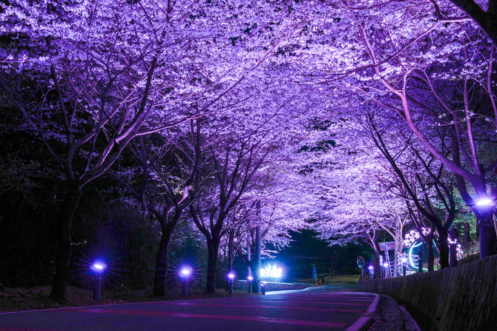 [고성(경남)=뉴시스] 신정철 기자= 경남 고성군은 대가면 소재 대가십리벚꽃길에 벚꽃 개화 시기에 맞춰 오는 30일부터 야간경관조명을 점등, 야간 볼거리를 제공한다. 사진은 지난해 대가십리벚꽃길 야경 모습.(사진=고성군 제공).2026.03.29. photo@newsis.com *재판매 및 DB 금지