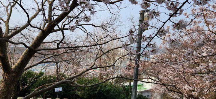 [통영=뉴시스] 신정철 기자= 따뜻한 해양 난류(쿠로시오 해류)와 함께 한반도에서 봄이 제일 빨리 온다는 경남 통영시 일원에 지난 25일부터 벚꽃이 피기 시작했다.사진은 29일 통영시 정량동 이순신공원에 피기시작한 벚꽃 모습.2026.03.29. sin@newsis.com *재판매 및 DB 금지