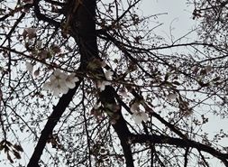 [서울=뉴시스] 29일 서울 영등포구 여의도 윤중로 일대에 벚꽃이 핀 모습. (사진=기상청 제공) 2026.03.29. photo@newsis.com *재판매 및 DB 금지