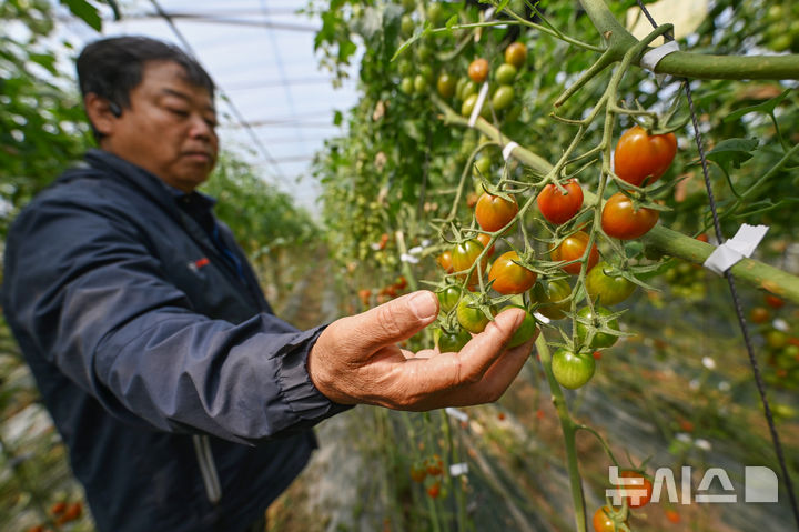 [광주=뉴시스] 이영주 기자 = 27일 오전 광주 광산구 한 방울토마토 재배 농가에서 농민 류병운(60)씨가 토마토를 수확하고 있다. 2026.03.27. leeyj2578@newsis.com