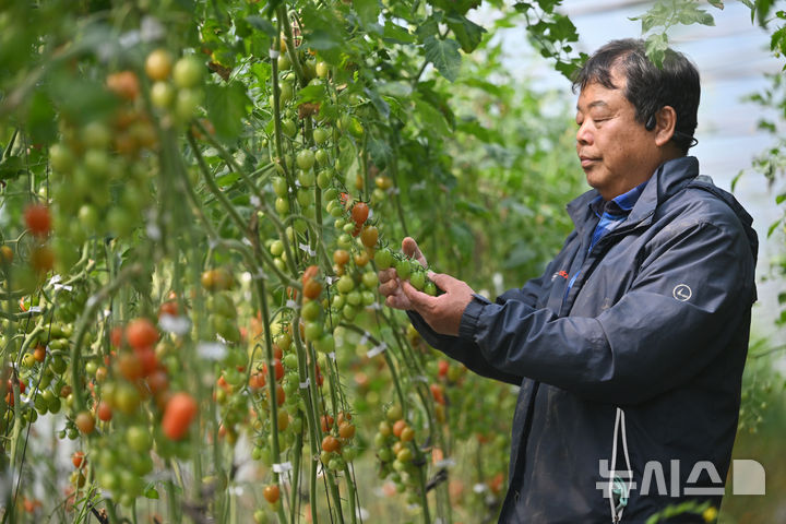 [광주=뉴시스] 이영주 기자 = 27일 오전 광주 광산구 한 방울토마토 재배 농가에서 농민 류병운(60)씨가 토마토를 수확하고 있다. 2026.03.27. leeyj2578@newsis.com