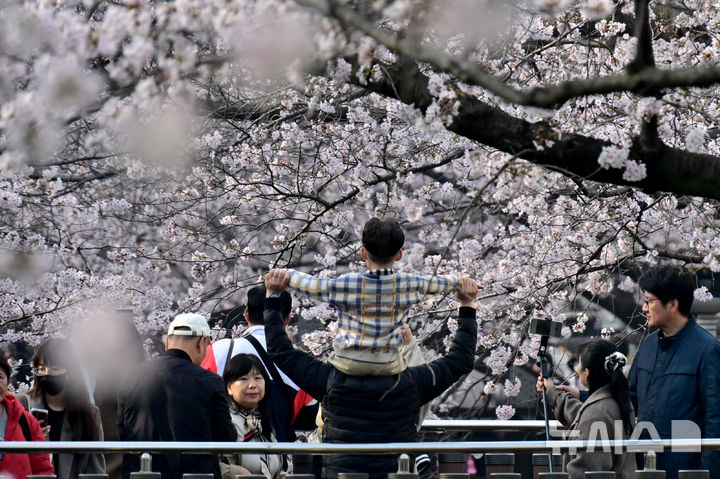 [창원=뉴시스] 차용현 기자 = 29일 오전 경남 창원시 진해구 여좌천 인근에 화려한 벚꽃이 꽃망울을 터뜨려 상춘객을 유혹하고 있다. 2026.03.29. con@newsis.com