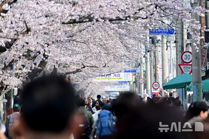 [창원=뉴시스] 차용현 기자 = 29일 오전 경남 창원시 진해구 여좌천 인근에 화려한 벚꽃이 꽃망울을 터뜨려 상춘객을 유혹하고 있다. 2026.03.29. con@newsis.com