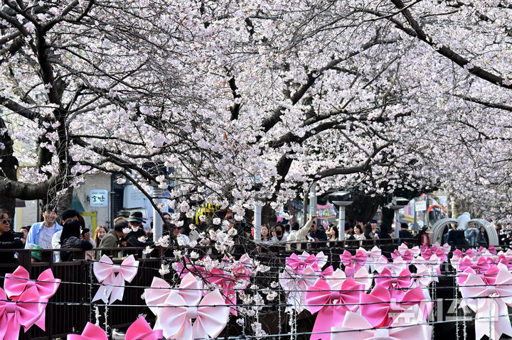 [창원=뉴시스] 차용현 기자 = 29일 오전 경남 창원시 진해구 여좌천 인근에 화려한 벚꽃이 꽃망울을 터뜨려 상춘객을 유혹하고 있다. 2026.03.29. con@newsis.com