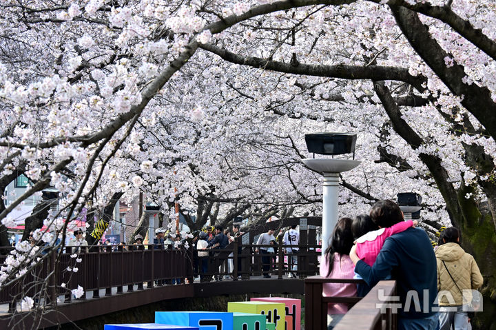 [창원=뉴시스] 차용현 기자 = 29일 오전 경남 창원시 진해구 여좌천 인근에 화려한 벚꽃이 꽃망울을 터뜨려 상춘객을 유혹하고 있다. 2026.03.29. con@newsis.com