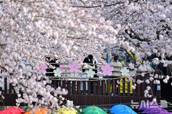 [창원=뉴시스] 차용현 기자 = 29일 오전 경남 창원시 진해구 여좌천 인근에 화려한 벚꽃이 꽃망울을 터뜨려 상춘객을 유혹하고 있다. 2026.03.29. con@newsis.com