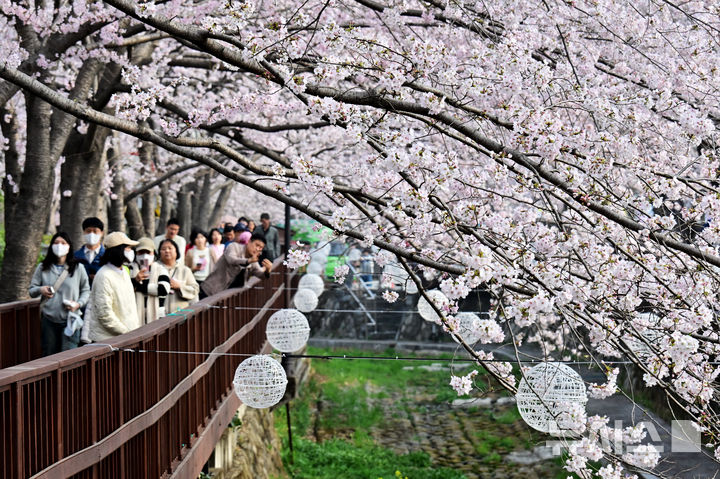[창원=뉴시스] 차용현 기자 = 29일 오전 경남 창원시 진해구 여좌천 인근에 화려한 벚꽃이 꽃망울을 터뜨려 상춘객을 유혹하고 있다. 2026.03.29. con@newsis.com