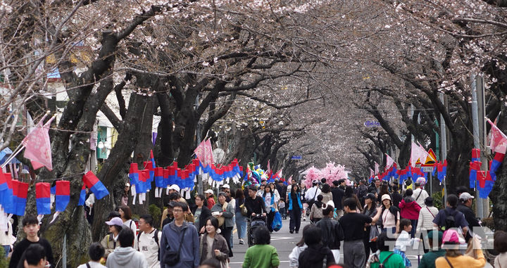 [제주=뉴시스] 우장호 기자 = 흐린 날씨를 보인 29일 오전 제주시 삼도1동 거리에 제19회 전농로 왕벚꽃 축제를 즐기려는 시민과 관광객들의 발걸음이 이어지고 있다. 2026.03.29. woo1223@newsis.com