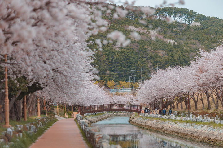 [부산=뉴시스] 국립해양박물관 인근 동삼해수천 벚꽃길. (사진=부산관광아카이브 제공) 2026.03.30. photo@newsis.com *재판매 및 DB 금지