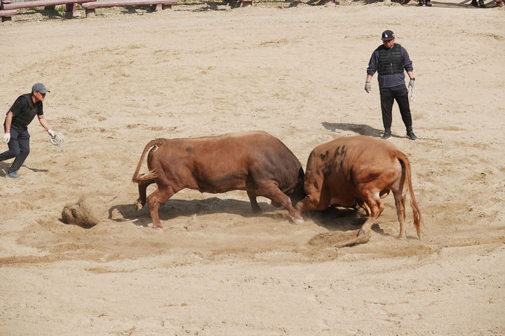 [창녕=뉴시스] 제22회 창녕 전국 민속소힘겨루기대회 결승전 경기(백두급 청도소 제일과 깡범). (사진= 창녕군 제공) 2026.03.30. photo@newsis.com *재판매 및 DB 금지