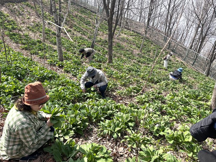 [횡성=뉴시스] 명이나물 체험에 참가한 사람들이 직접 명이나물을 채취하고 있다. (사진=횡성군 제공) 2026.03.30. photo@newsis.com *재판매 및 DB 금지