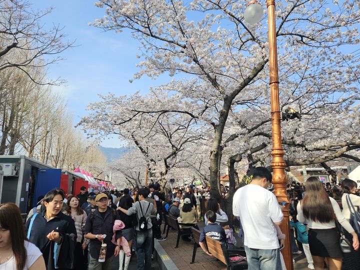 [창원=뉴시스] 강경국 기자 = 제64회 진해군항제가 지난 27일 개막한 가운데 주말 동안 수많은 사람들이 경남 창원시 진해구를 방문해 벚꽃을 구경하고 있다. (사진=창원시청 제공). 2026.03.30. photo@newsis.com *재판매 및 DB 금지