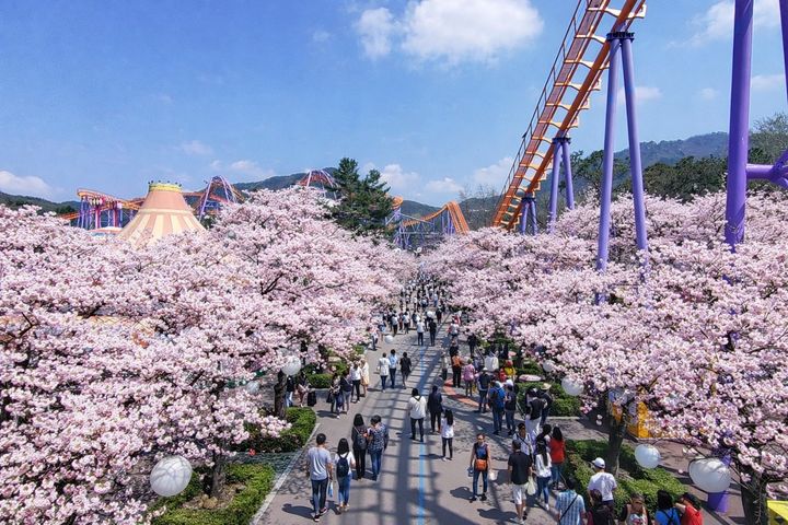 서울랜드 벚꽃. (사진=서울랜드) *재판매 및 DB 금지