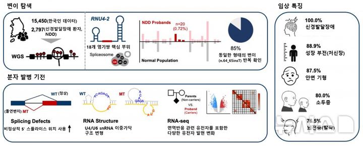 [서울=뉴시스] 한국인 미규명 신경발달장애 원인 유전자(RNU4-2)의 변이 탐색, 임상 특징 및 분자 발병 기전 요약. (사진= 서울대병원 제공)