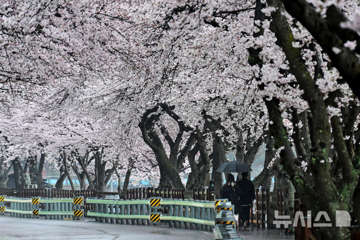 [남해=뉴시스] 차용현 기자 = 30일 오후 봄비가 내리는 경남 남해군 설천면 왕지벚꽃길을 우산을 쓴 주민들이 걸어가고 있다.2026.03.30. con@newsis.com 