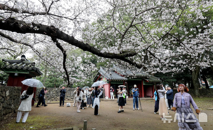 [제주=뉴시스] 우장호 기자 = 봄비가 내리는 30일 오전 제주시내권 대표적인 관광지인 삼성혈에 시민과 중화권 방문객들이 찾아와 활짝 핀 벚꽃 아래서 즐거운 시간을 보내고 있다. 2026.03.30. woo1223@newsis.com